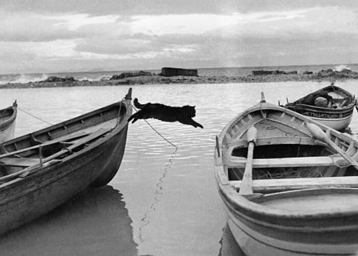 This Twitter Account Brings Together The Best Pictures Of Cats And Their Stories From The Past