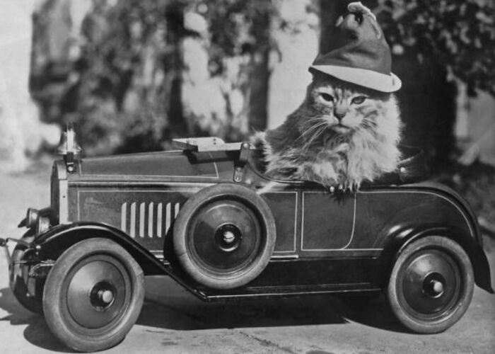 This Twitter Account Brings Together The Best Pictures Of Cats And Their Stories From The Past