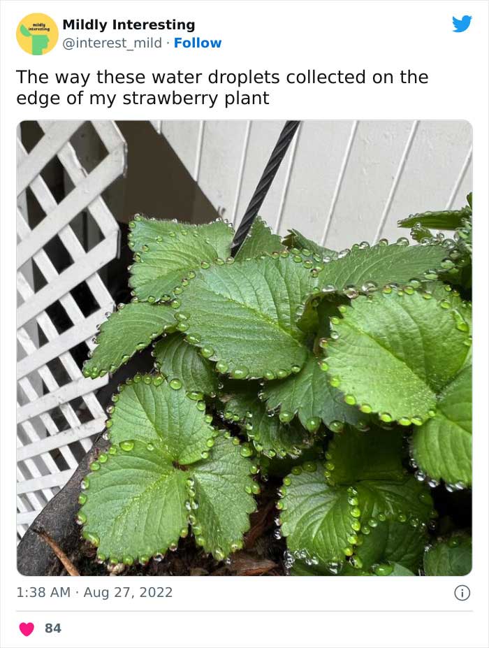 Mildly-Interesting-Post-Twitter