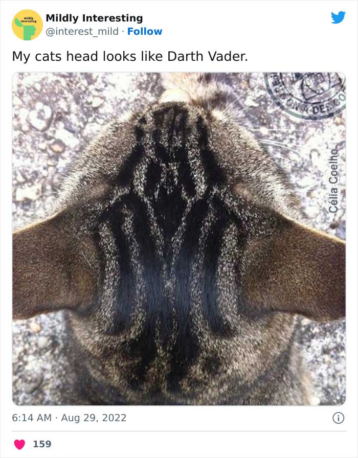 Mildly-Interesting-Post-Twitter