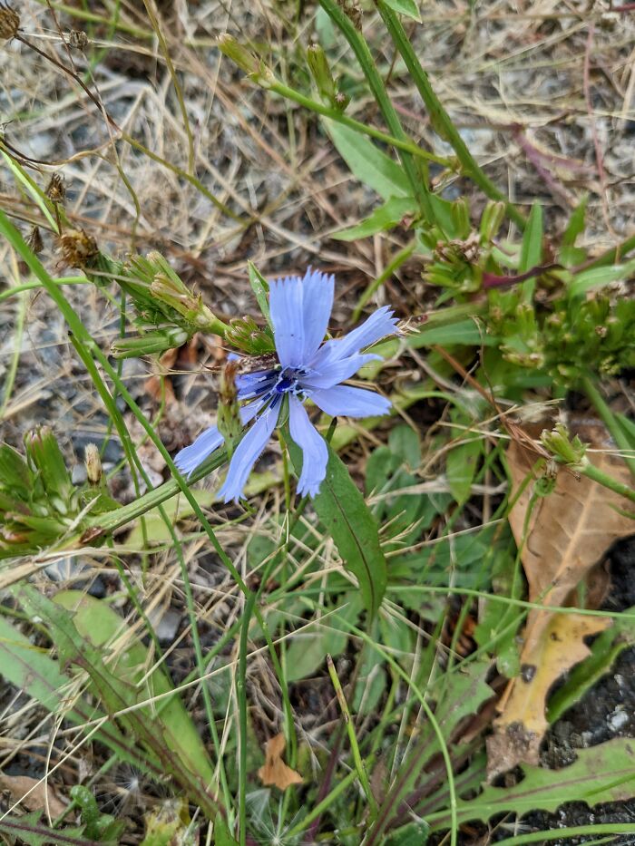 Chicory