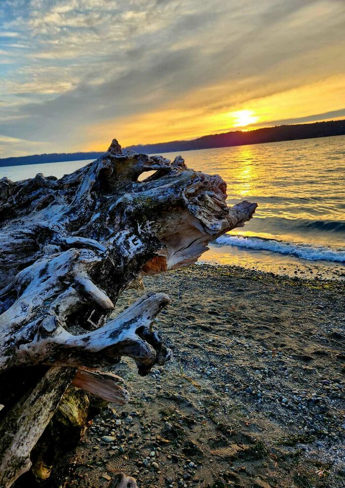 What Is The Probability Of Meeting A Dinosaur On Your Evening Walk? It's A 50/50 Chance - Either You Meet It Or You Don't!