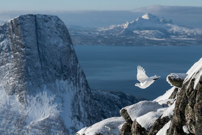 Overall Winner And Bird Photographer Of The Year 2022: "Rock Ptarmigan" By Erlend Haarberg