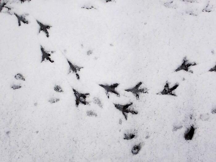 8 Years And Under: "Beautiful Tracks" By Malia Piecha (Bronze)