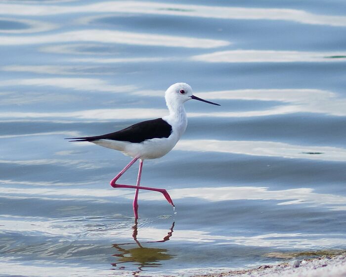 8 Years And Under: "The Poser" By Ameyaa Akhil Vinayak (Silver)