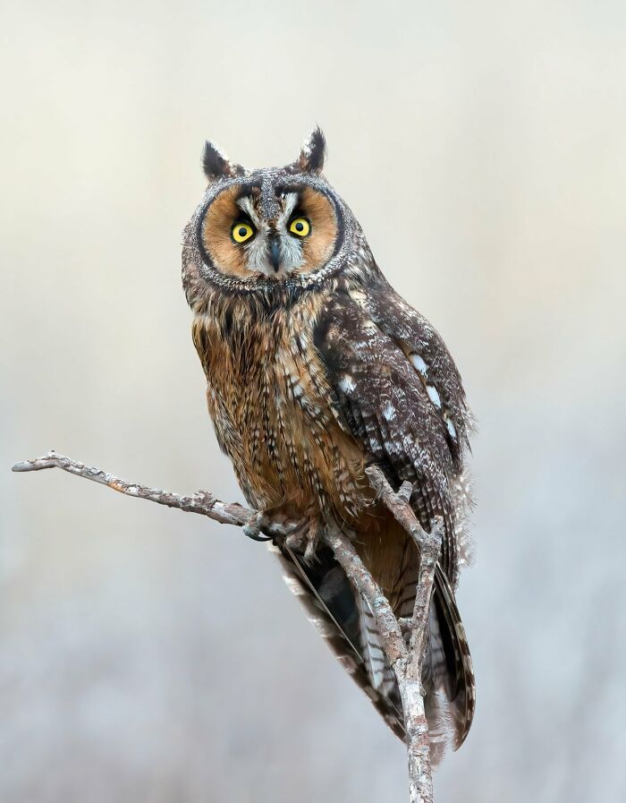 9-13 Years: "The Look" By Parham Pourahmad (Highly Commended)