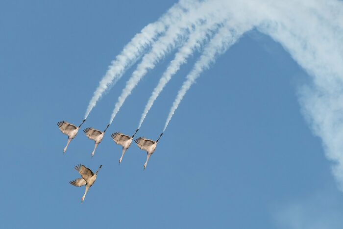 Creative Imagery: "Sandhill Crane Flight Air Show" By Wei Lion (Bronze)