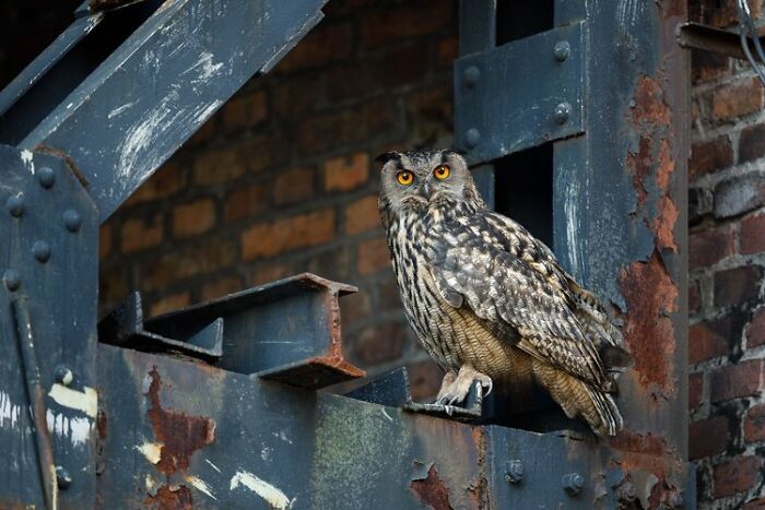 Urban Birds: "Orange Eyes" By Simone Baumeister (Highly Commended)