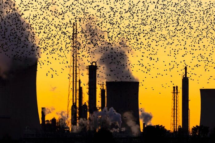 Urban Birds: "In The Shadow Of Indusry" By Brian Matthews (Highly Commended)