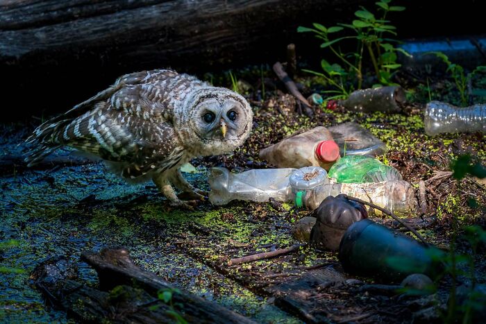 Urban Birds: "The Owlet And The Dump" By Kerry Wu (Bronze)