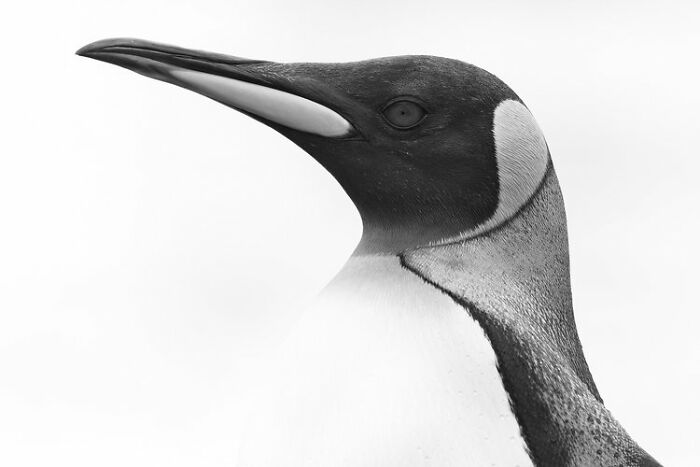 Black And White: "King Penguin Portrait" By Rafael Armada (Highly Commended)