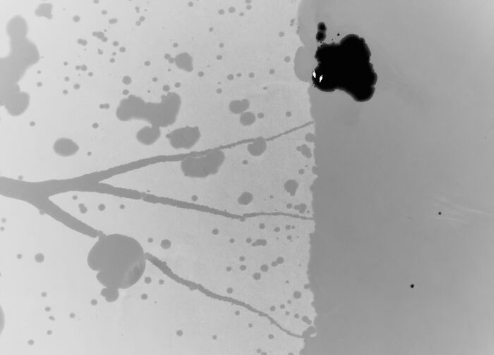 Black And White: "Winter Swans" By Tomasz Sczansny (Bronze)