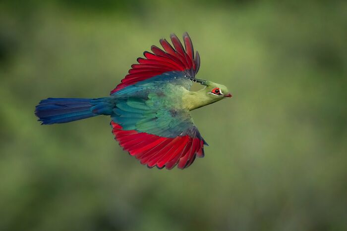 Birds In Flight: "Schalow's Turaco" By Aaron Baggenstos (Bronze)