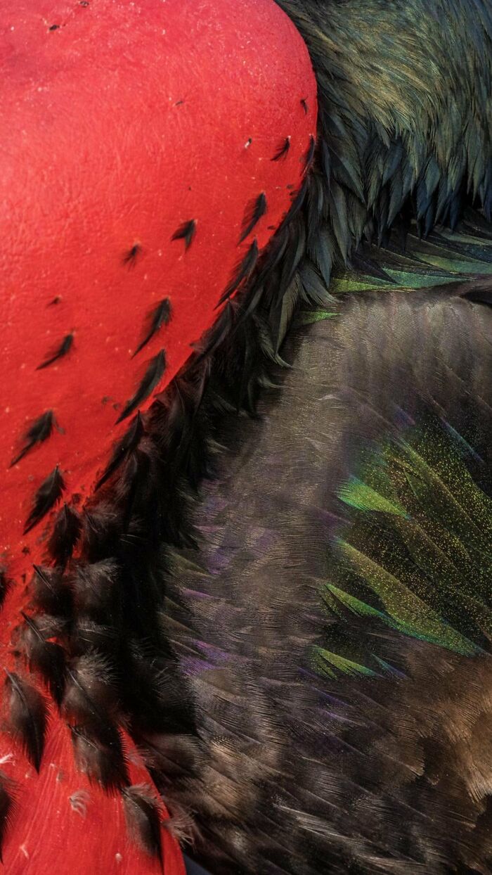 Attention To Detail: "Mating Glow" By Kerry Murphy (Highly Commended)