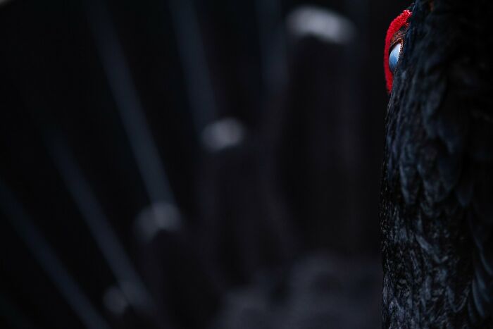 Attention To Detail: "Crazy" By Isabella Chowra (Silver)