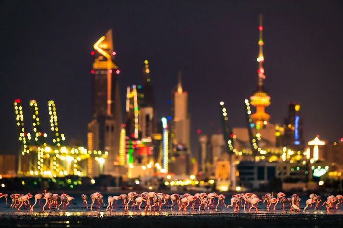 Birds In The Environment: "Flamingo In The City" By Faisal Alnom (Highly Commended)