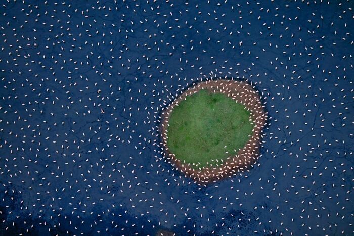 Birds In The Environment: "Flamingo Island" By Paul Mckenzie (Highly Commended)