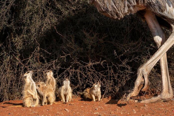 Birds In The Environment: "Meeting The Giant" By Tomasz Szpila (Highly Commended)