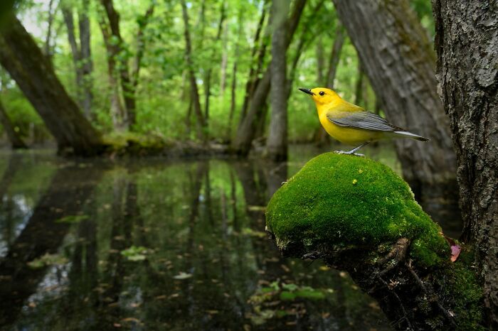 Birds In The Environment: "Beacon In The Swamp" By Raymond Hennessy (Highly Commended)
