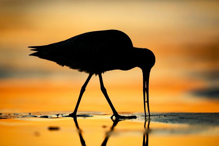 Best Portrait: "The Lady Of The Shore" By Mario Suarez Porras (Highly Commended)