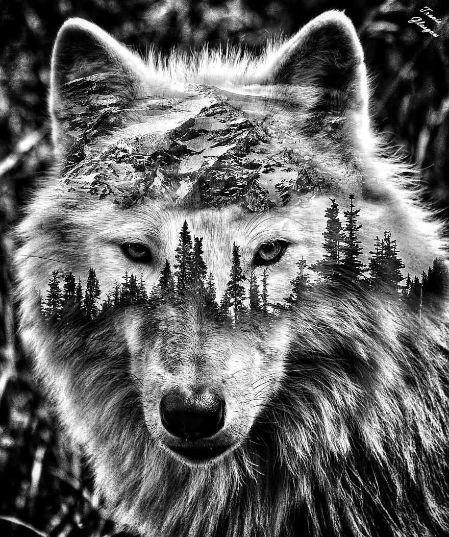 Yellowstone Wolf Yellowstone Wolf