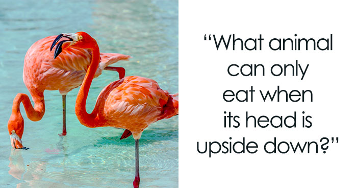 We Collected Animal Trivia Questions That Are Fun To Know