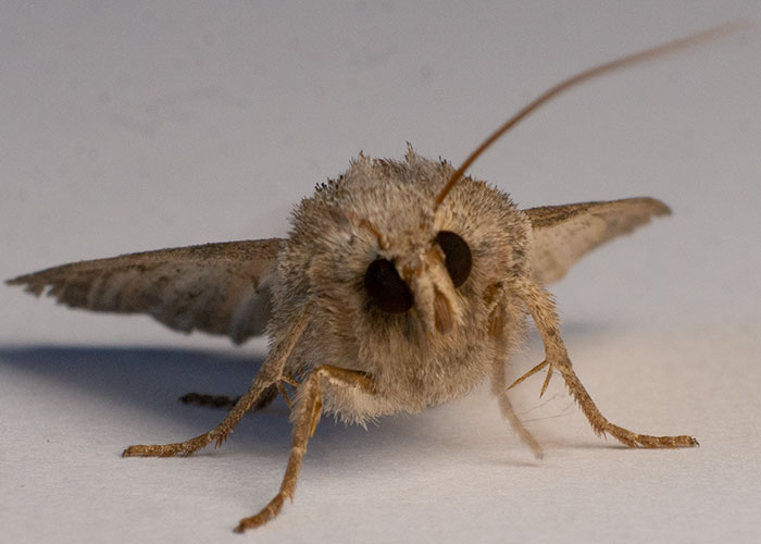 20 Animales con mala reputación que realmente no merecen