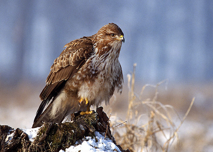 20 Animales con mala reputación que realmente no merecen