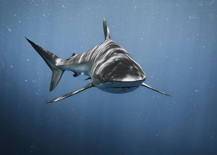 30 Animals That People Are Scared Of Or Don't Like When They Really Shouldn't, As Shared In This Online Thread