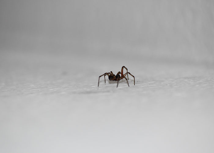 20 Animales con mala reputación que realmente no merecen