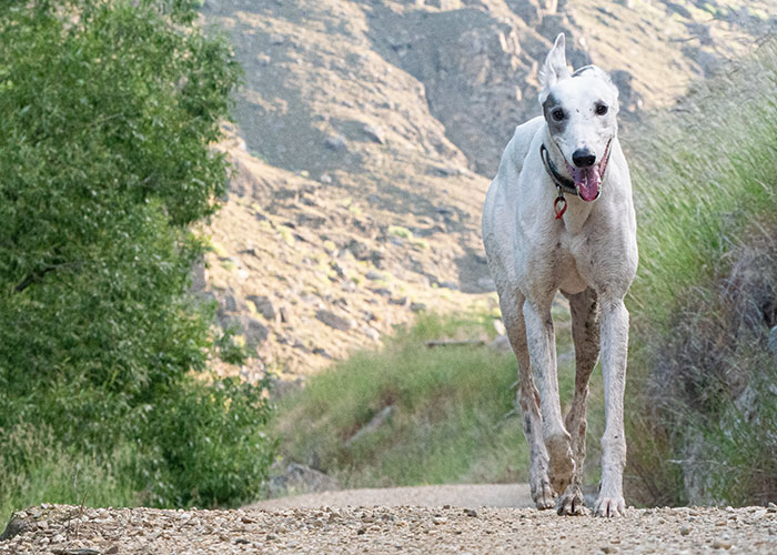 20 Animales con mala reputación que realmente no merecen