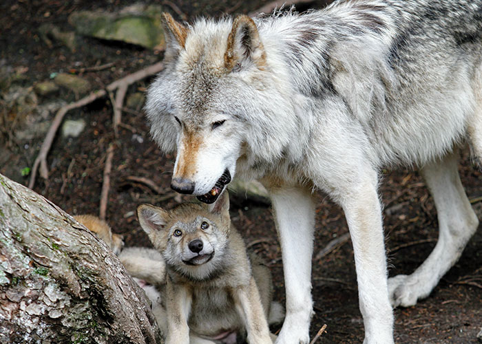 20 Animales con mala reputación que realmente no merecen