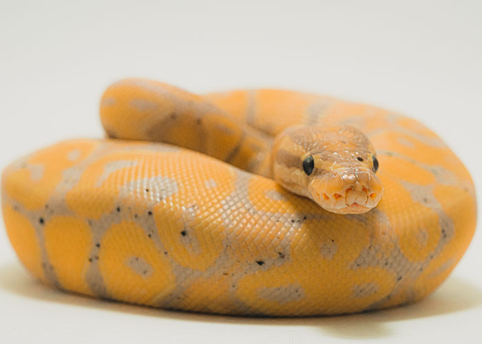 30 Animals That People Are Scared Of Or Don't Like When They Really Shouldn't, As Shared In This Online Thread