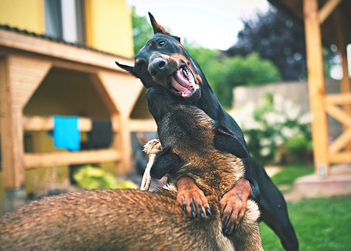 30 Animals That People Are Scared Of Or Don't Like When They Really Shouldn't, As Shared In This Online Thread