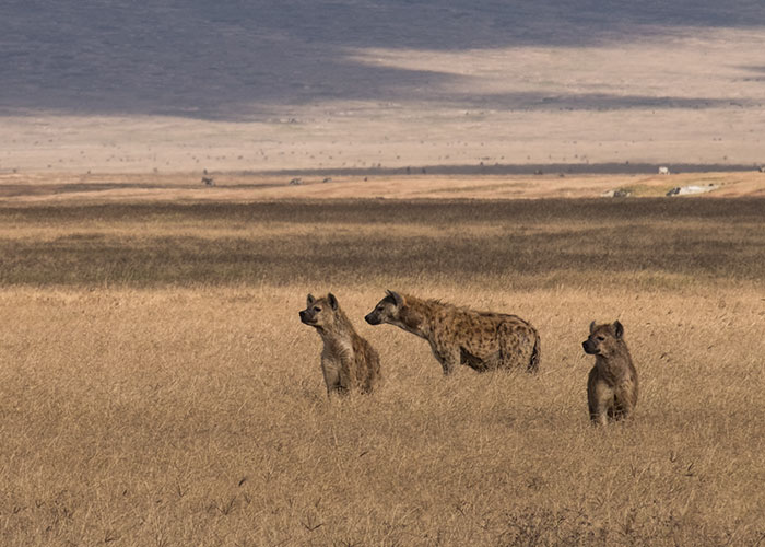 20 Animales con mala reputación que realmente no merecen