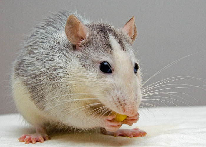 30 Animals That People Are Scared Of Or Don't Like When They Really Shouldn't, As Shared In This Online Thread