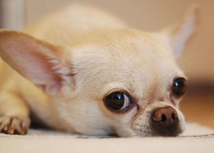 30 Animals That People Are Scared Of Or Don't Like When They Really Shouldn't, As Shared In This Online Thread