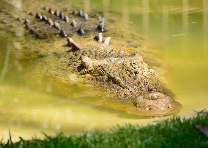 20 Animales con mala reputación que realmente no merecen