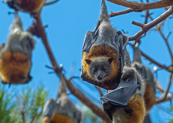 30 Animals That People Are Scared Of Or Don't Like When They Really Shouldn't, As Shared In This Online Thread