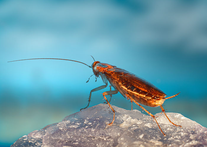 30 Animals That People Are Scared Of Or Don't Like When They Really Shouldn't, As Shared In This Online Thread