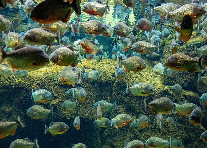 20 Animales con mala reputación que realmente no merecen