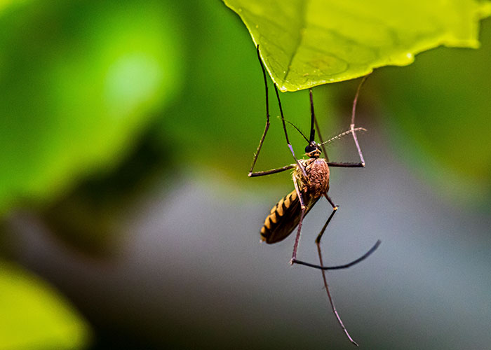 20 Animales con mala reputación que realmente no merecen