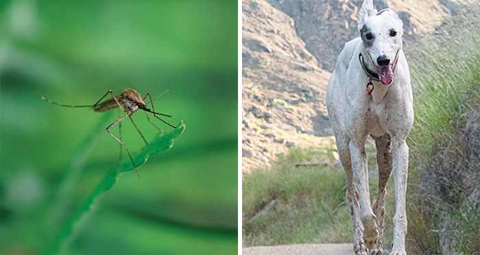 20 Animales con mala reputación que realmente no merecen