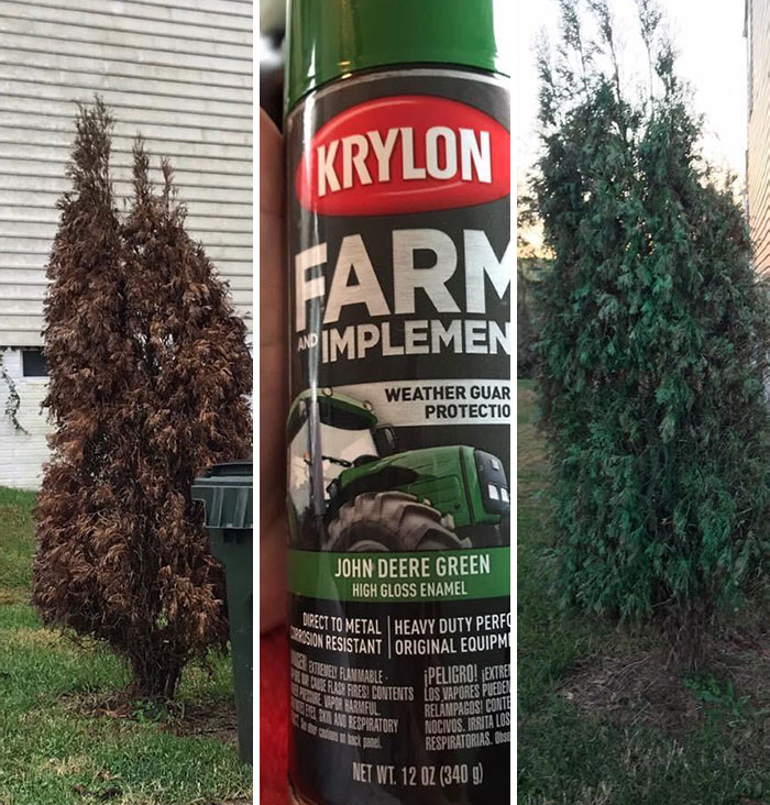 Una amiga mía recibió una queja de su asociación de propietarios sobre un arbusto moribundo en su propiedad