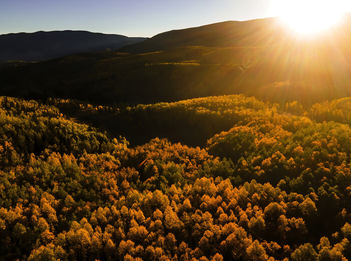 Aspen Forest From Above