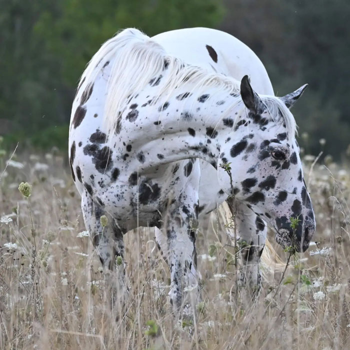 Windy Amongst The Queen Anne's Lace