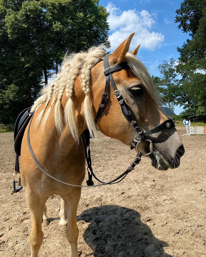 Today We Rode A Total Of 8.5 Kilometers, After That He Was Allowed To Splash Around A Bit And Was Allowed To Spend The Rest Of The Day On The Meadow