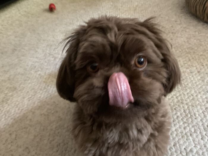 Boomer...almost A Portrait