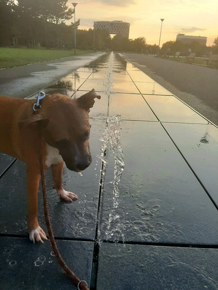 Sunset At A Park In Prague, Czech Republic. My Dog As A Bonus!