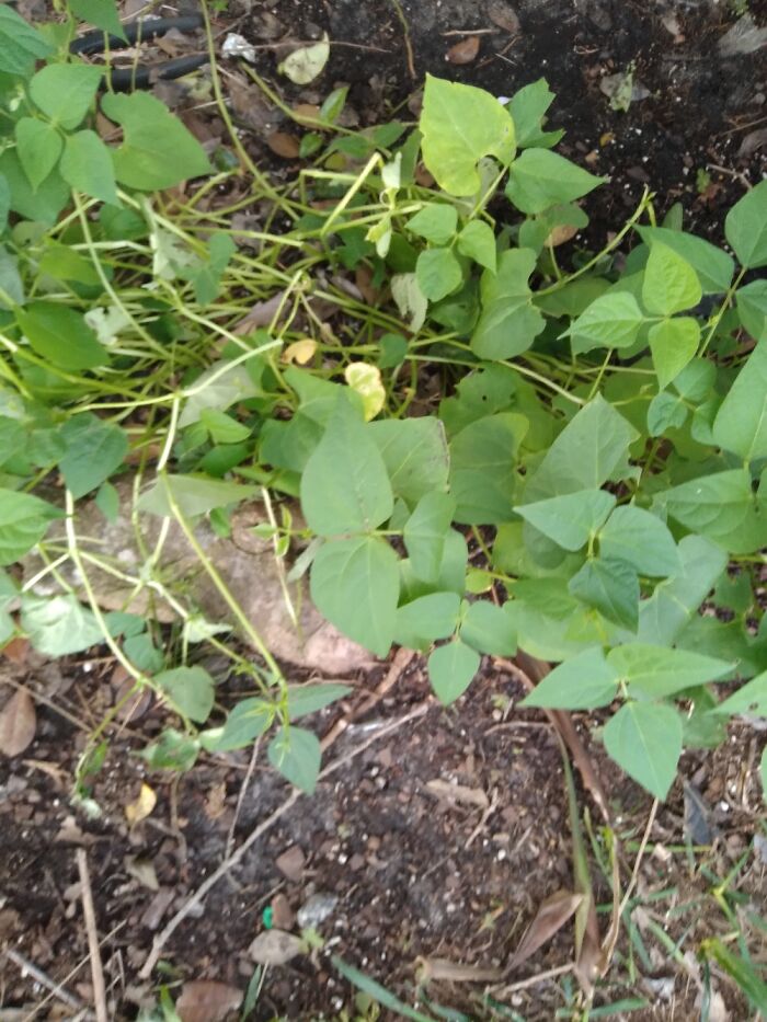 My Mama Wanted To What This Plant Was..still Dont Know Lol